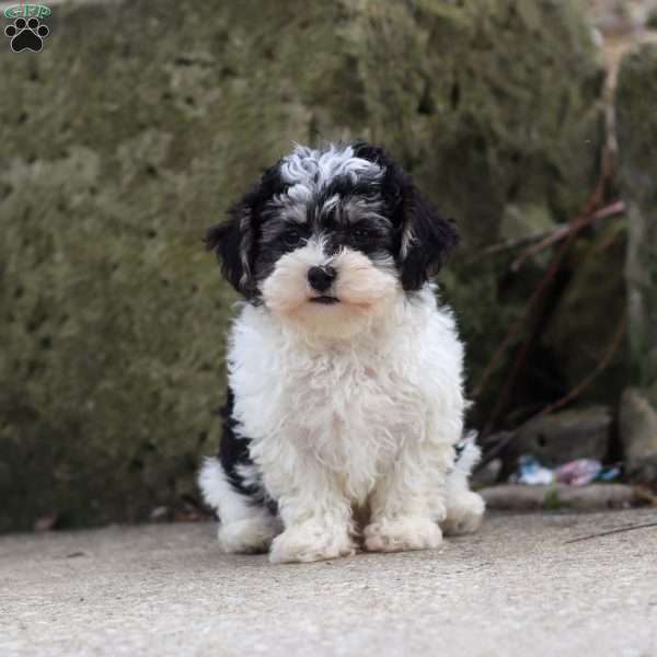 Brodie, Maltipoo Puppy